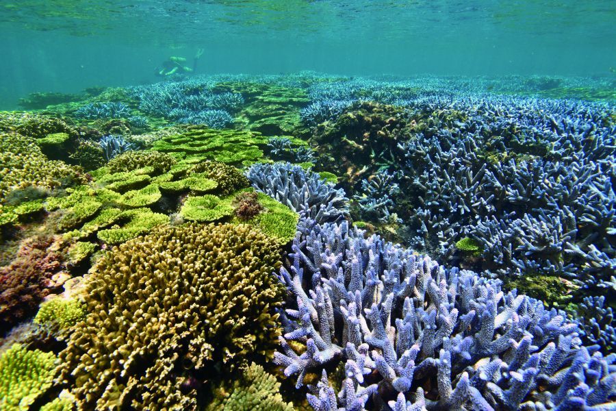 東吉嶼的水下世界也值得一探／海管處 提供